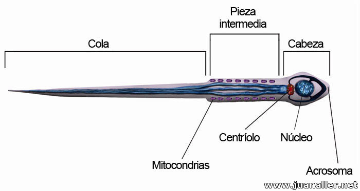 Partes de un espermatozoide
